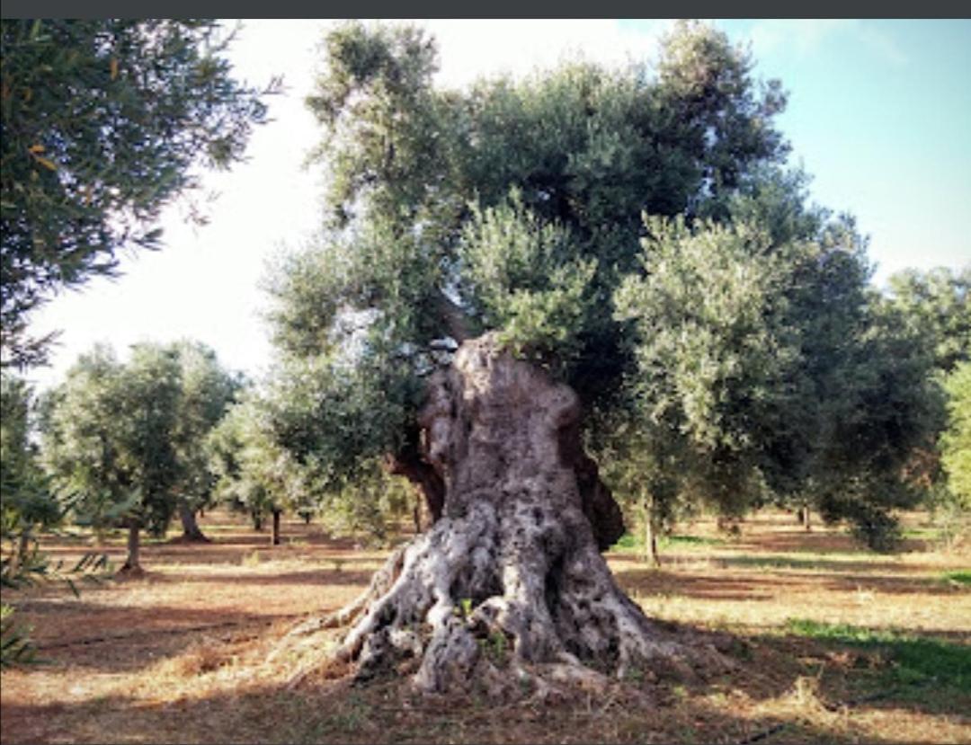 Room In Bb - Stunning Quadruple Room In Ancient Masseria Near The Sea In A Quiet Olive Trees 奥斯图尼 外观 照片