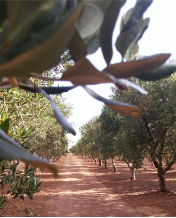 Room In Bb - Stunning Quadruple Room In Ancient Masseria Near The Sea In A Quiet Olive Trees 奥斯图尼 外观 照片